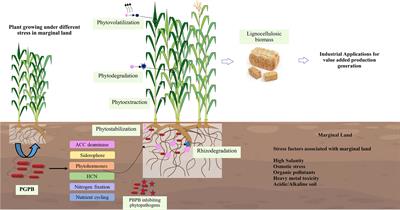 Plant Growth-Promoting Bacteria (PGPB) integrated phytotechnology: A sustainable approach for remediation of marginal lands